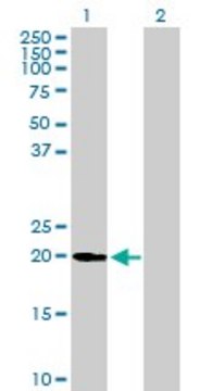 Anti-UFC1 antibody produced in mouse purified immunoglobulin, buffered aqueous solution