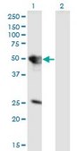 Monoclonal Anti-TUFT1 antibody produced in mouse clone 2C10, purified immunoglobulin, buffered aqueous solution