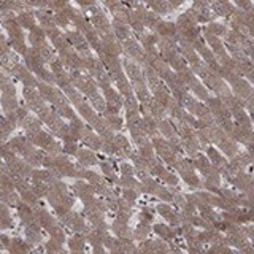 Anti-YIF1A antibody produced in rabbit Prestige Antibodies&#174; Powered by Atlas Antibodies, affinity isolated antibody, buffered aqueous glycerol solution