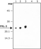 Anti-PRL-3 antibody produced in rabbit IgG fraction of antiserum, buffered aqueous solution