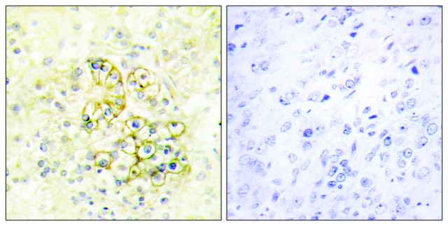 Anti-TMEPA antibody produced in rabbit affinity isolated antibody