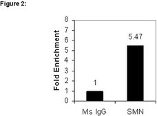 RIPAb+ SMN - RIP Validated Antibody and Primer Set from mouse