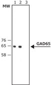 Anti-Glutamic Acid Decarboxylase 65 (5-22) antibody produced in rabbit IgG fraction of antiserum, buffered aqueous solution