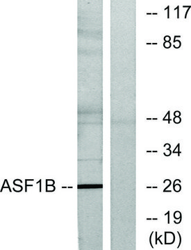 Anti-ASF1B antibody produced in rabbit affinity isolated antibody