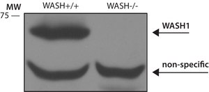Anti-WASH1 antibody produced in rabbit ~1.0 mg/mL, affinity isolated antibody