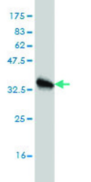 Monoclonal Anti-HBB antibody produced in mouse clone 2H3, purified immunoglobulin, buffered aqueous solution