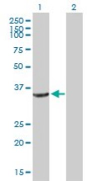 Anti-CRYZ antibody produced in mouse purified immunoglobulin, buffered aqueous solution