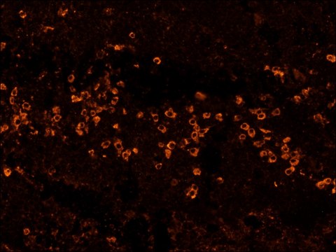 Anti-Human IgG (Fc specific)&#8722;Biotin antibody, Mouse monoclonal clone HP-6017, purified from hybridoma cell culture