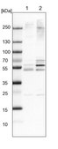 Anti-WDR12 antibody produced in rabbit Prestige Antibodies® Powered by Atlas Antibodies, affinity isolated antibody, buffered aqueous glycerol solution