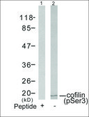 Anti-phospho-CFL1 (pSer3) antibody produced in rabbit affinity isolated antibody