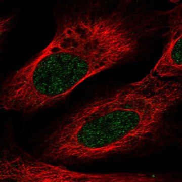 Anti-VSIG10L antibody produced in rabbit Prestige Antibodies&#174; Powered by Atlas Antibodies, affinity isolated antibody