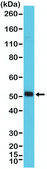 Anti-MyoD1 antibody, Rabbit monoclonal recombinant, expressed in HEK 293 cells, clone RM369, purified immunoglobulin