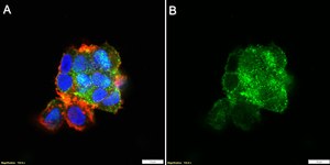 Anti-DCLK1-L Antibody, clone 1D16 ZooMAb® Rabbit Monoclonal recombinant, expressed in HEK 293 cells