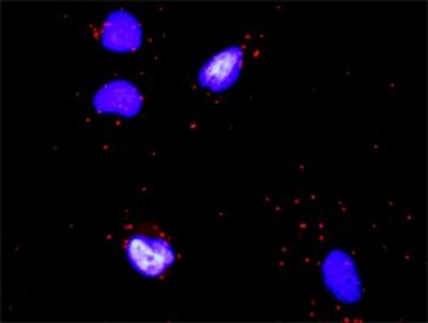 Monoclonal Anti-COL4A6 antibody produced in mouse clone 1G11, purified immunoglobulin, buffered aqueous solution