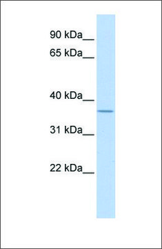 Anti-MTHFD2 (ab2) antibody produced in rabbit affinity isolated antibody