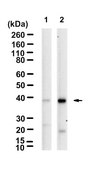 Anti-phospho-p38 (T180/Y182) Antibody, clone 2B7 ZooMAb® Rabbit Monoclonal recombinant, expressed in HEK 293 cells