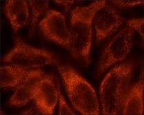 Anti-FAM134B (lumenal) antibody produced in rabbit affinity isolated antibody, buffered aqueous solution