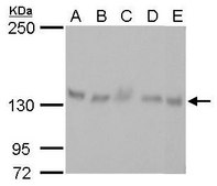 Monoclonal Anti-ARHGEF18 antibody produced in mouse clone GT1972, affinity isolated antibody