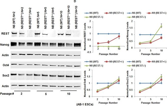 Anti-REST Antibody Upstate&#174;, from rabbit