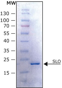 &#945;-Synuclein E46K 人 recombinant, expressed in E. coli, N-terminal histidine tagged, &#8805;90% (SDS-PAGE), lyophilized powder