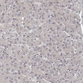 Anti-CCDC43 antibody produced in rabbit Prestige Antibodies® Powered by Atlas Antibodies, affinity isolated antibody, buffered aqueous glycerol solution