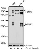 Anti-BNIP3 antibody produced in rabbit