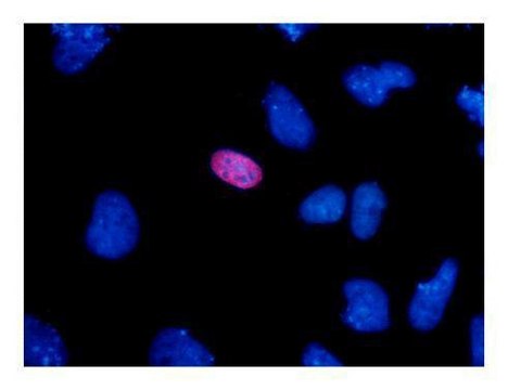 单克隆抗 HA 标签 小鼠抗 clone GT4810, affinity isolated antibody