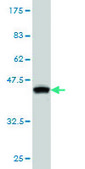 Monoclonal Anti-CDKL2 antibody produced in mouse clone 1F6, purified immunoglobulin, buffered aqueous solution
