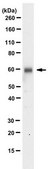 Anti-Heparanase-1 from rabbit, purified by affinity chromatography