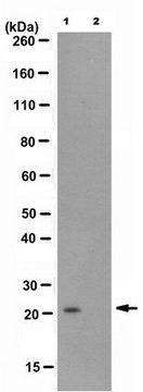 Anti-monoubiquityl Histone H2B (Lys119) Antibody, clone 7B4 clone 7B4, from mouse