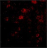 Anti-VGF antibody produced in rabbit affinity isolated antibody, buffered aqueous solution