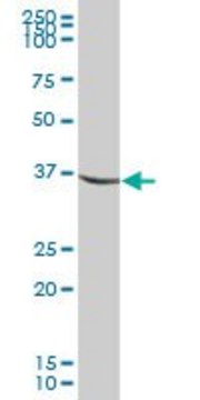 Anti-IDH3G antibody produced in mouse purified immunoglobulin, buffered aqueous solution