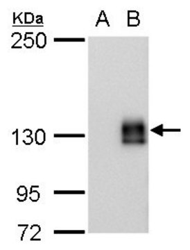 单克隆抗-mCherry 小鼠抗 clone GT235, affinity isolated antibody