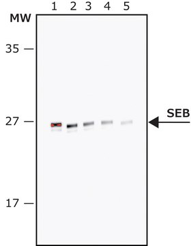 Anti- Staphylococcal Enterotoxin B-Peroxidase antibody produced in rabbit IgG fraction of antiserum