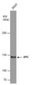 Monoclonal Anti-XPC antibody produced in mouse