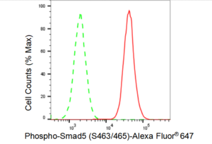 Anti-phospho-Smad5 (Ser463/465) Antibody, clone 23GB4075, Rabbit Monoclonal clone 23GB4075, recombinant rabbit monoclonal, expressed in HEK293 cells