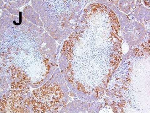 Anti-Microtubule-Associated Protein 2 (MAP2) Antibody Chemicon&#174;, from rabbit