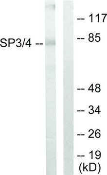 Anti-SP3, C-Terminal antibody produced in rabbit affinity isolated antibody