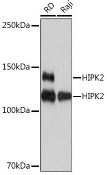 Anti-HIPK2 Antibody, clone 3Z5P6, Rabbit Monoclonal