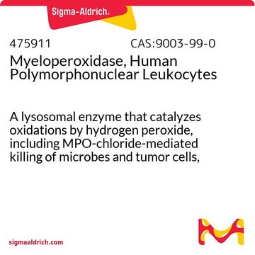 Myeloperoxidase, Human Polymorphonuclear Leukocytes A lysosomal enzyme that catalyzes oxidations by hydrogen peroxide, including MPO-chloride-mediated killing of microbes and tumor cells, inactivation of chemotactic factors, and cross-linking of proteins.