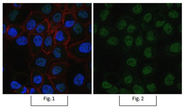 Anti-Sirt1 (Sir2) Antibody, Alexa Fluor&#8482; 488 Conjugate from rabbit, ALEXA FLUOR&#8482; 488