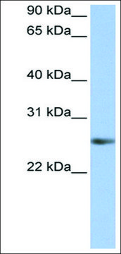 Anti-MyF5 antibody produced in rabbit affinity isolated antibody