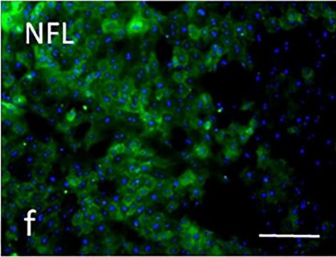 Anti-Neurofilament L Antibody serum, Chemicon&#174;