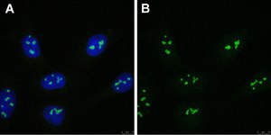 Anti-FTSJ3 Antibody, clone 3F4 ZooMAb® Rabbit Monoclonal recombinant, expressed in HEK 293 cells