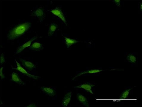 Monoclonal Anti-EIF5A antibody produced in mouse clone 8C1, purified immunoglobulin, buffered aqueous solution