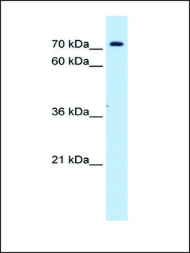 Anti-SLC5A11 antibody produced in rabbit affinity isolated antibody