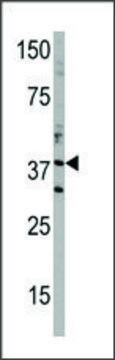 Anti-PPP2R1A (C-term) antibody produced in rabbit IgG fraction of antiserum, buffered aqueous solution