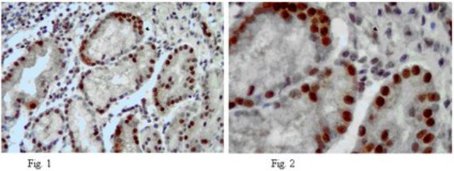 抗-DSCR3抗体 from rabbit, purified by affinity chromatography