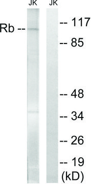 Anti-Retinoblastoma antibody produced in rabbit affinity isolated antibody