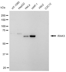 KD-Validated Anti IRAK3 Antibody, clone 23GB875, Rabbit Monoclonal clone 23GB875, recombinant rabbit monoclonal, expressed in HEK293 cells